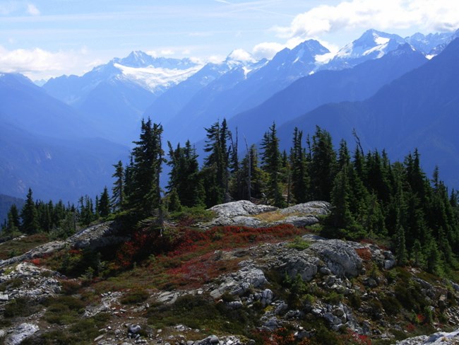 Red huckleberry and glaciated vistas