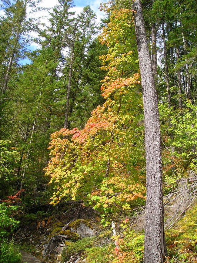 Bright vine maple along Thunder Knob Trail