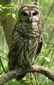 an owl perched on a branch