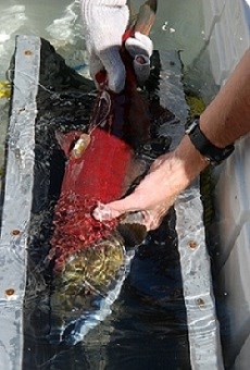 Large red sockeye salmon being held underwater as part of the radio tagging process.