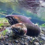 Two salmon in a river, viewed from an underwater point-of-view.