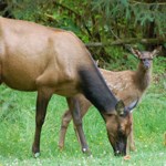 Elk cow and calf in a field.