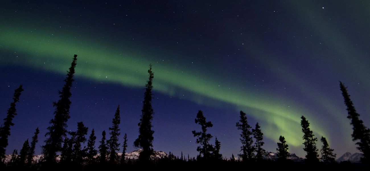 Northern Lights above trees in Denali National Park colorful northern lights about trees in Denali National Park