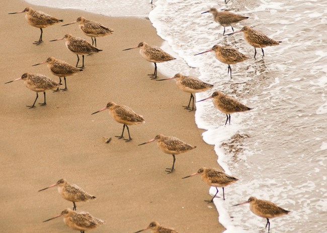 lt= A flock of Willet birds walk alongside a foamy beach shore.