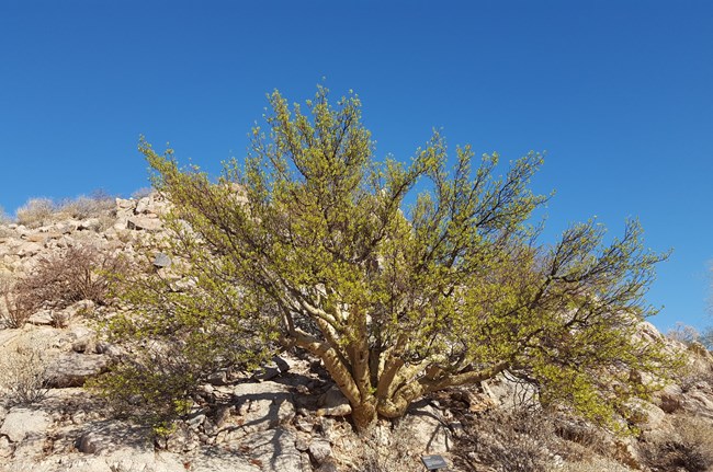 A full view of an elephant tree with dense leaves, with stout trunk and branches growing up and out from low on the tree.