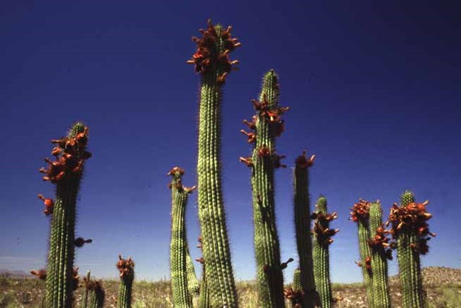 Organ Pipe Fruits