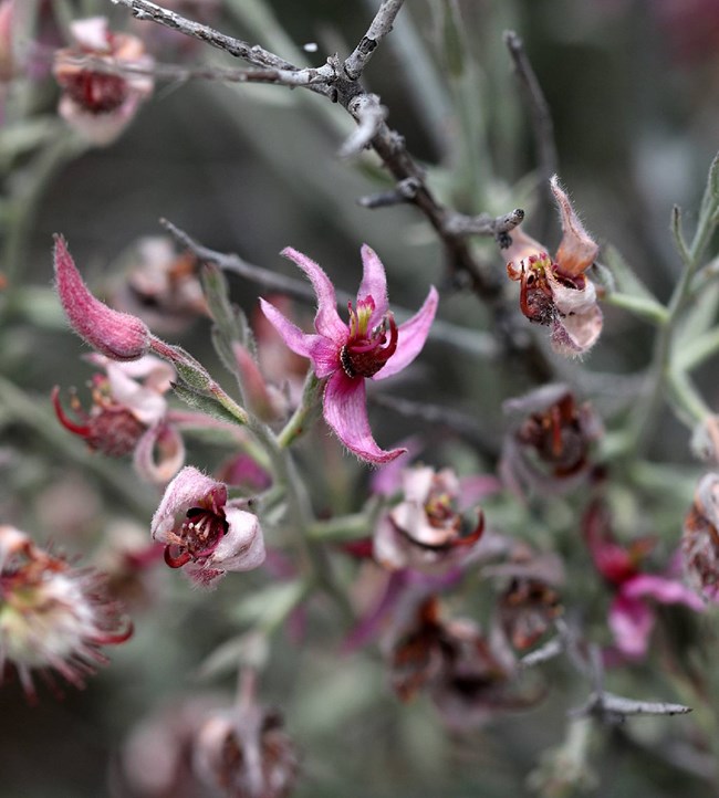 A dusky green branching plant with small, five-petaled magenta flowers with a protruding center.