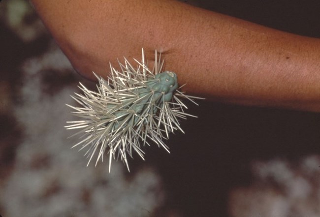 An arm with a cholla segment stuck in it