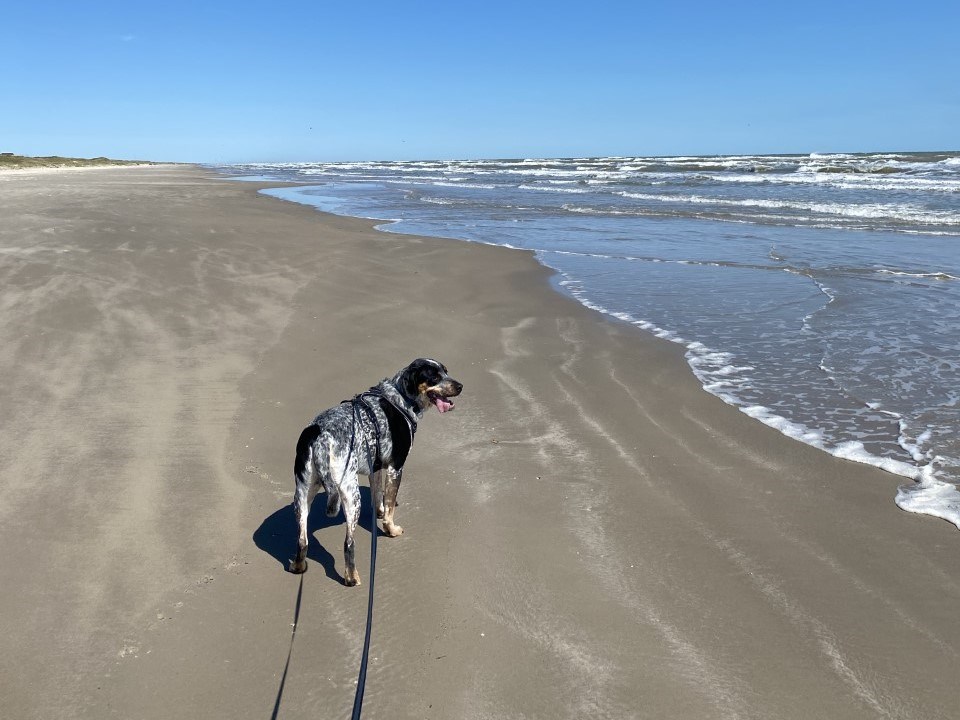 A black, white, and grey dog is on a leash walking along the beach.