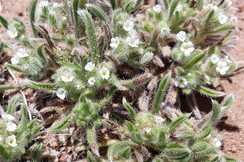 Small white flowers and sprawling fuzzy foliage