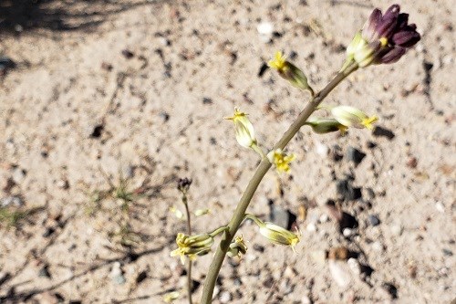 Slender stem with purple buds on top and tiny cream colored flowers along the sides.