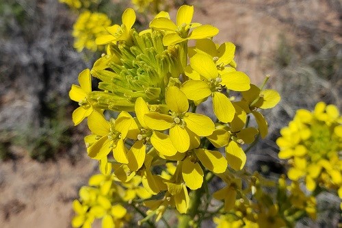 Yellow flower clusters of Western Wallflower (Erysimum capitatum)