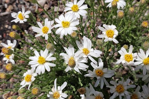 Little white daisies against green foliage.