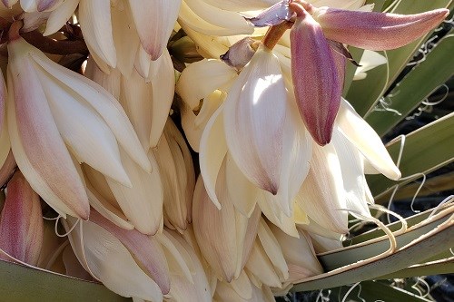Large white bell flowers dangling down.