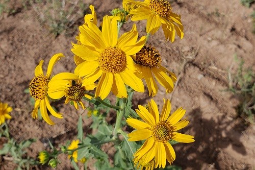 Daisy-like flowers of Golden Crownbeard (Verbesina encelioides)