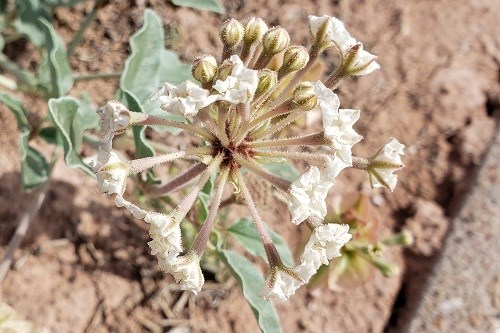 Many narrow tubular white flowers in spherical clusters