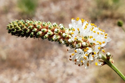 Closeup of a cluster of tiny white florets