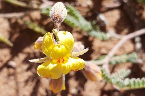 Yellow flower and compound leaves of James' holdback (Pomaria jamesii)
