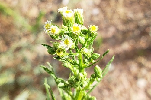 Small white daisies in a green cluster.