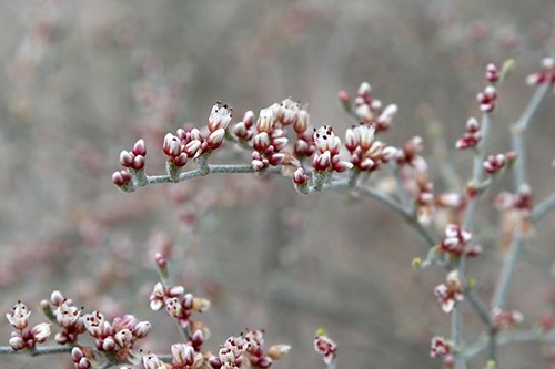 Tiny white to pink flowers of Eriogonum leptocladon var ramosissimum Sand buckwheat