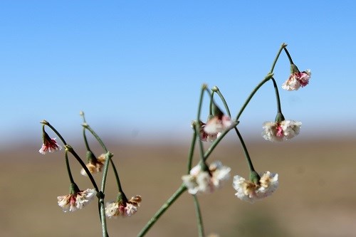 Little pink to white dangling flowers on narrow stems.