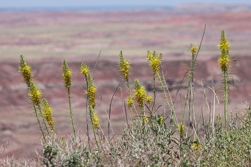 Tall spikes of Prince’s Plume (Stanleya pinnata)