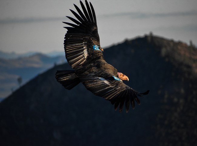 Condor 340 flying