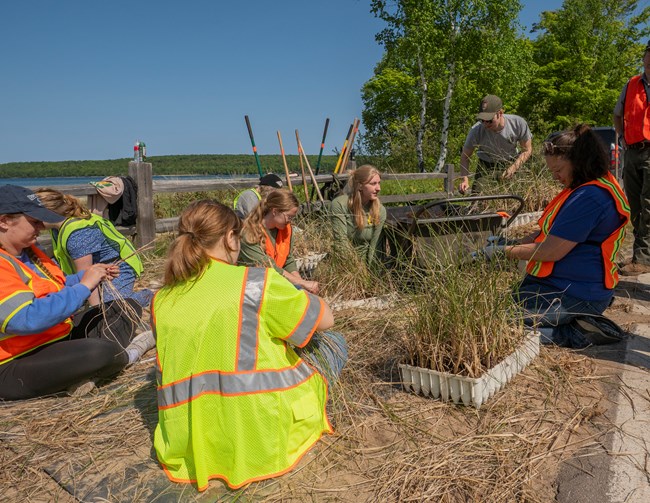 Group of volunteers are collecting native grasses to be replanted with in the park.