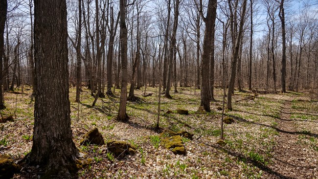 A trail winding through bare trees