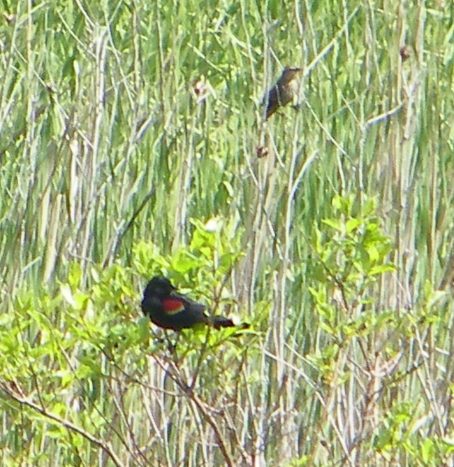 Accokeek Creek birds