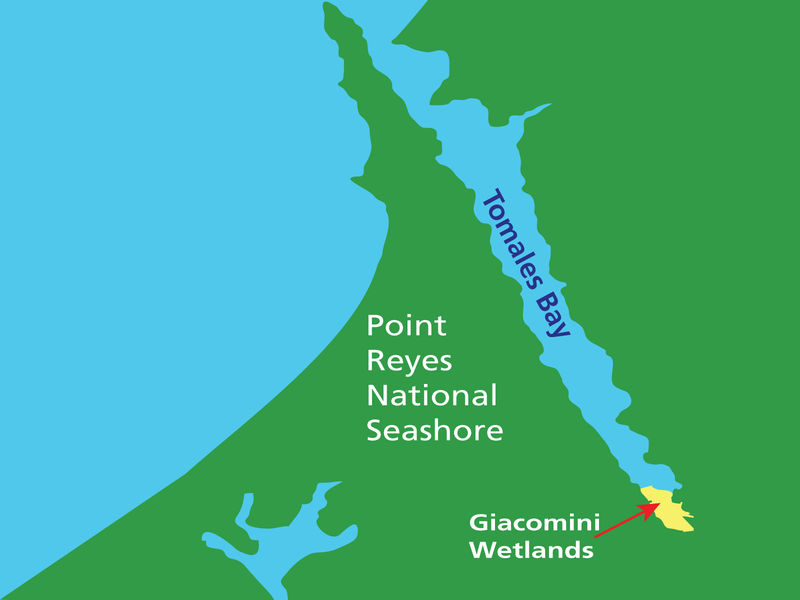A map showing the location of the Giacomini Wetlands in yellow at the south end of the long and narrow Tomales Bay and east of the triangle-shaped Point Reyes National Seashore.