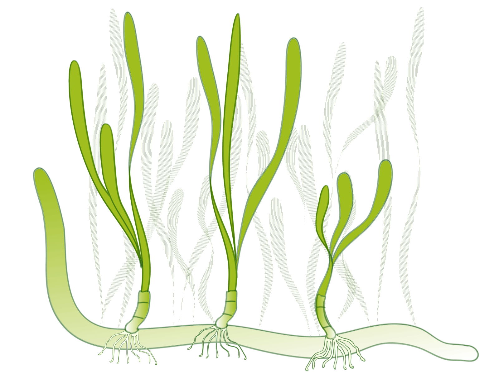 A cartoon of long, light-green leaves growing upward from a light-green rhizome.