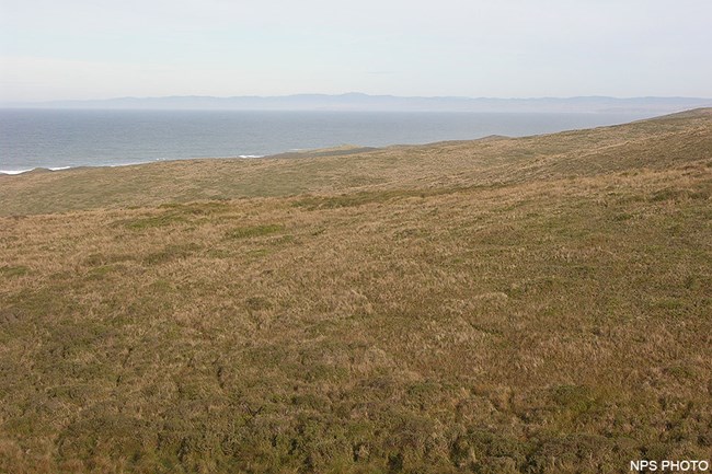 Green and tan grasses cover a slightly sloped hill adjacent to the ocean.