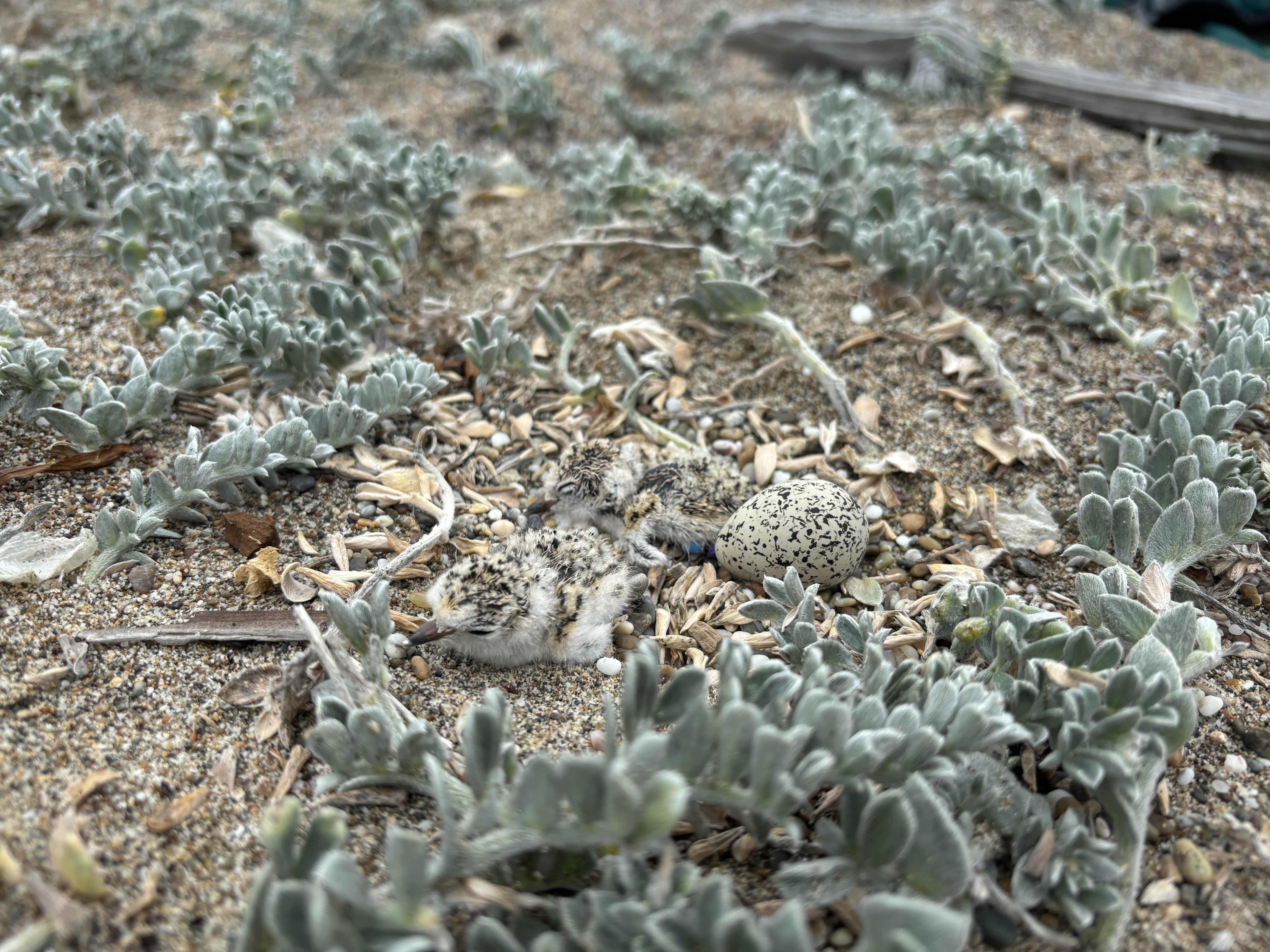 A photo of two small black-speckled, beige-colored, newly-hatched shorebird chicks and a small black-speckled, beige-colored egg sitting on sand among small grayish-green vegetation.