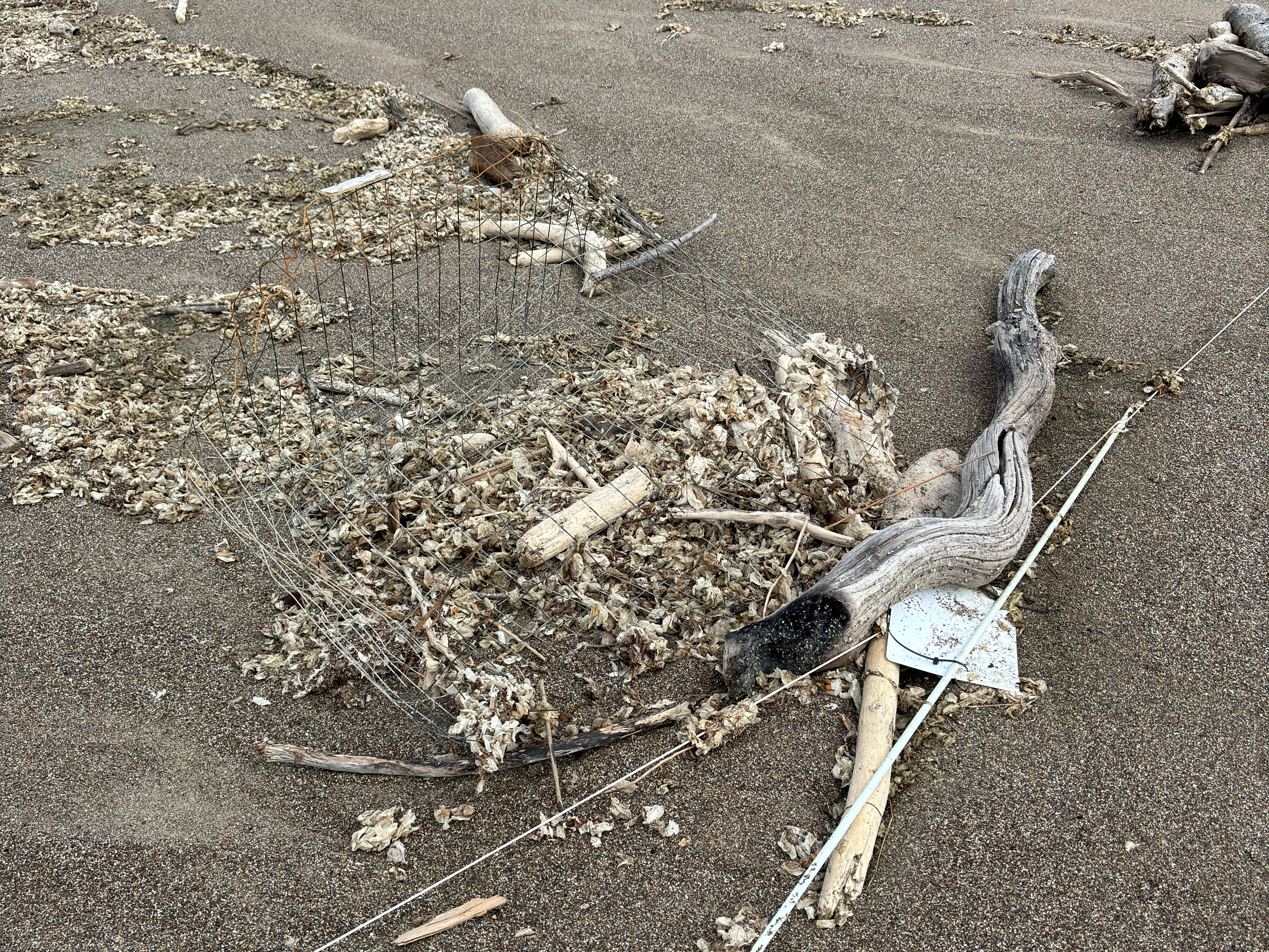 A photo of a cylindrical wire exclosure and a thin, white rope that have been washed over by ocean waves on a sandy beach.