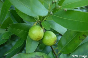 California bay leaves and nuts