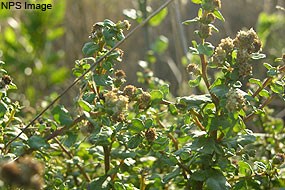 coyote bush leaves and flowers