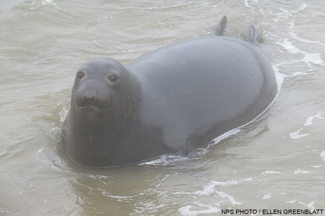 A pregnant elephant seal arrives on the beach on January 16, 2021. A large pregnant elephant seal is propped up on its front flippers surrounded by shallow water.
