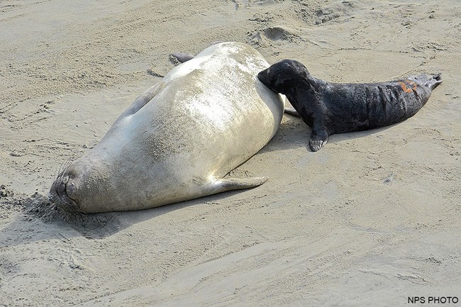 An elephant seal pup nursing from its mother on January 6, 2015. A small, black-furred, newborn seal pup nurses from its silver-colored mother on a sandy beach.