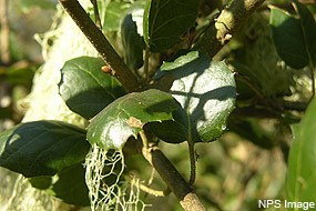 coast live oak leaves