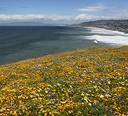 Mori Point