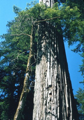 Stout Memorial Grove