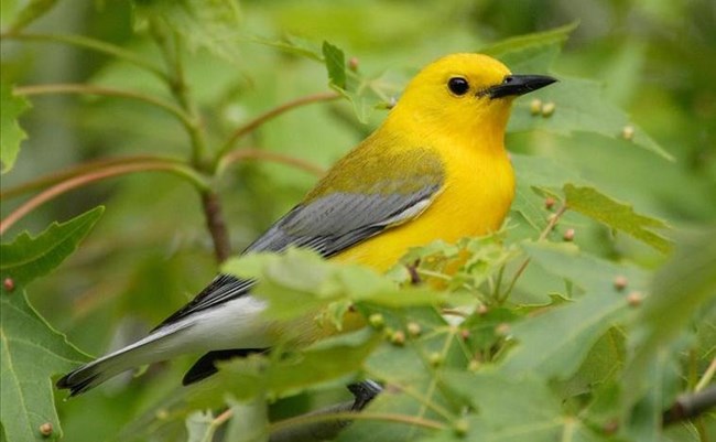 Prothonotary Warbler