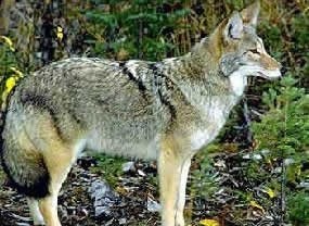 coyote