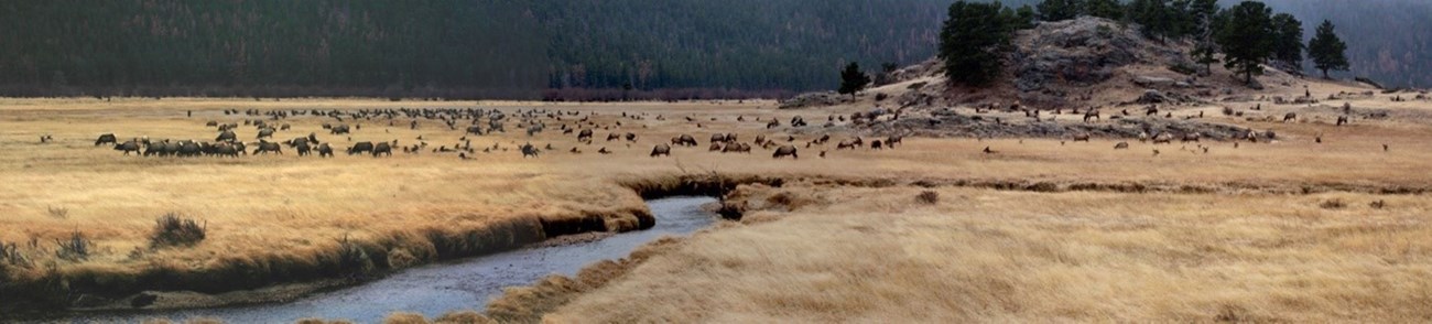 Lots of Elk in Moraine Park