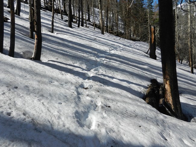 Snow on the trail to Odessa in June