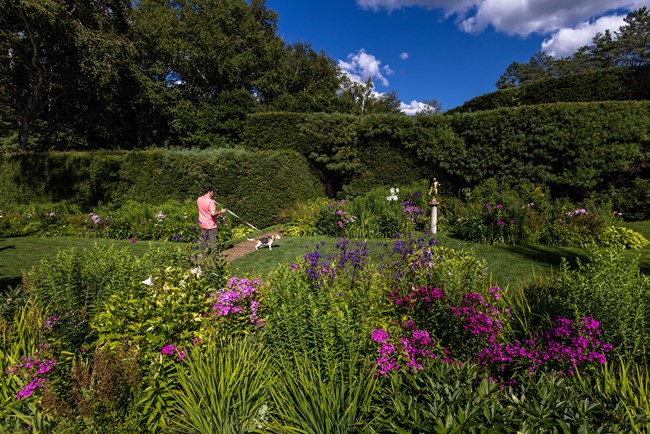 colorful flowers in garden