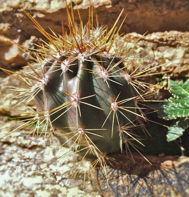 Baby Saguaro Cactus