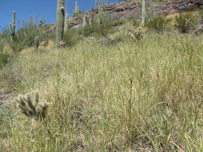 Buffelgrass invading part of the park