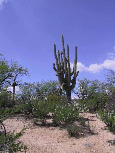 Freeman Homestead Trail